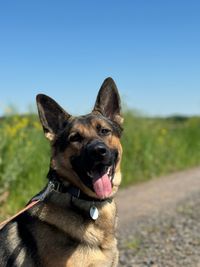 Ares von Pfötchenbedarf